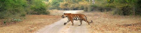 e travel trade approval.